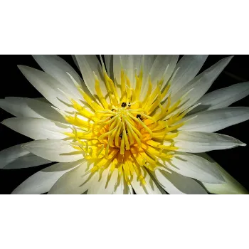 Fresh Lotus Plant
